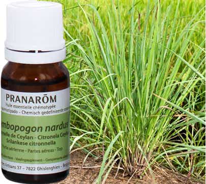 PRANAROM HUILE ESSENTIELLE CITRONNELLE DE CEYLAN 10 ML